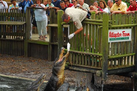 Alligator farm st augustine fl - St. Augustine Alligator Farm is one of the oldest continuously operated attractions explicitly created for entertaining visitors in Florida. In the late 1800s, George …